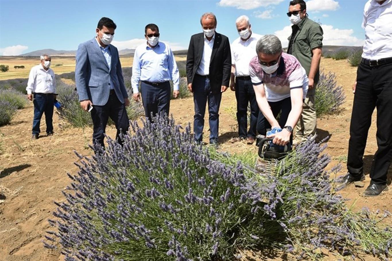 Malatya'da ilk lavanta hasadına başlandı Malatya'da ilk lavanta hasadına başlandı